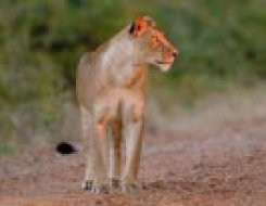 Waterberg Game Lodge timeshare resort in North West & Northern Province